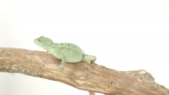 Basilisk lizard on a tree branch quickement on white isolated background