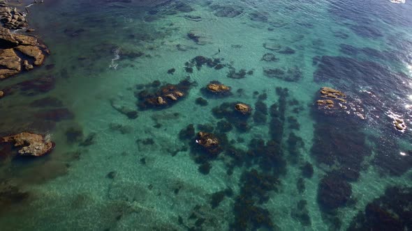 Wide Aerial Over Man Wading Alone In Goat Island Marine Reserve Transparent Shallow Turquoise Water,