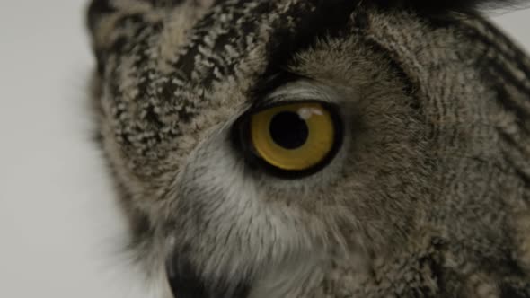 Extreme close up eagle owl eye