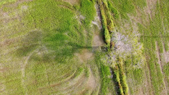 Aerial look down shadow of leafless tree