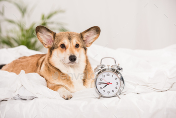 adorable pembroke welsh corgi lying on bed with alarm clock at home / Photodune, Misc