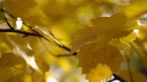 Yellow Fallen Autumn Leaves on Trees in Morning Light