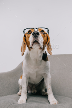 purebred beagle dog in glasses isolated on grey / Photodune, Misc