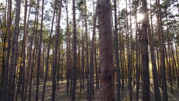 Forest with Trees in the Fall During the Day