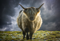 Scottish Highland Cow In Winter - PhotoDune Item for Sale