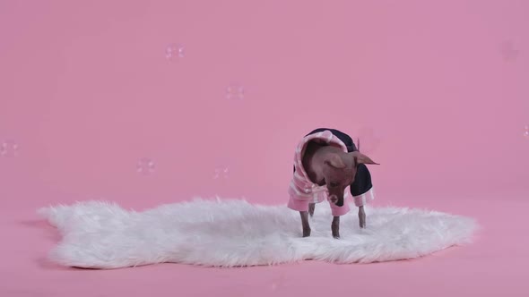 Xoloitzcuintle in a Jumpsuit Stands on a White Fur Blanket on a Pink Background