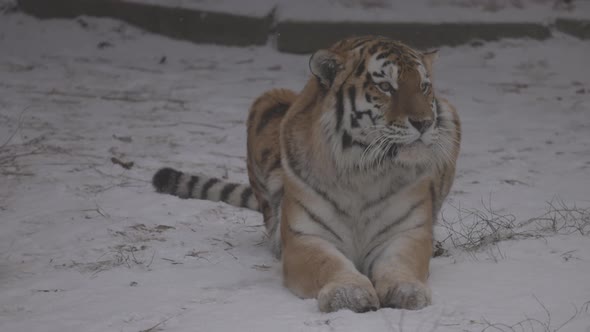 Tiger on the Snow