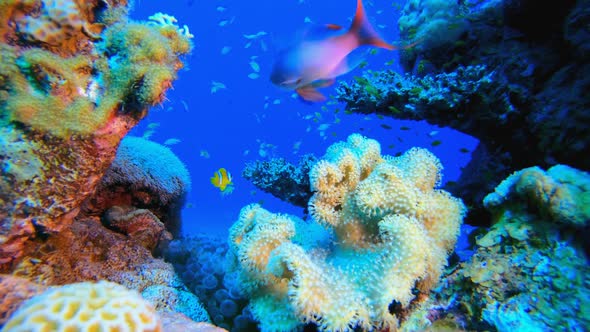 Reef Soft Coral Clownfish