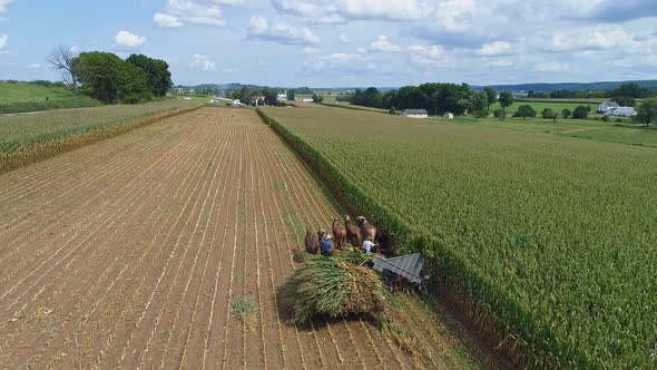 Aerial Side View of Amish Harvesting There Corn Using Six Horses and Three Men as Done Years Ago