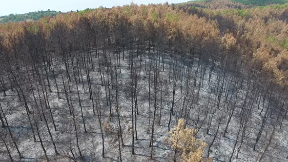 Dried Trees that Turned to Ash the Day After the Forest Fire