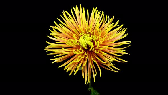 Beautiful Red - Yellow Chrysanthemum Flower Opening