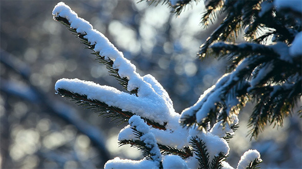 Winter Forest