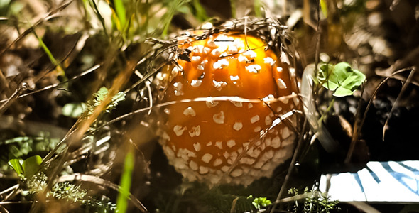 Girl Cuts Amanita 2