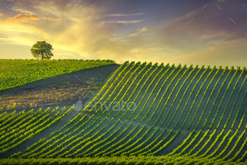 Vineyard and tree at sunset. Castellina in Chianti, Tuscany, Italy / Photodune, Misc