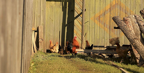Chickens In Countryside 2