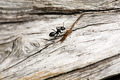 Ant Macro - PhotoDune Item for Sale