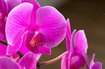 Beautiful purple Orchid flowers on a branch / Photodune, Misc