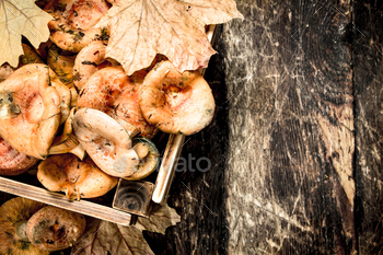 Fresh mushrooms in a box. / Photodune, Misc