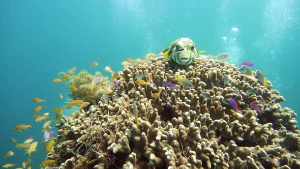 The Underwater World of a Coral Reef