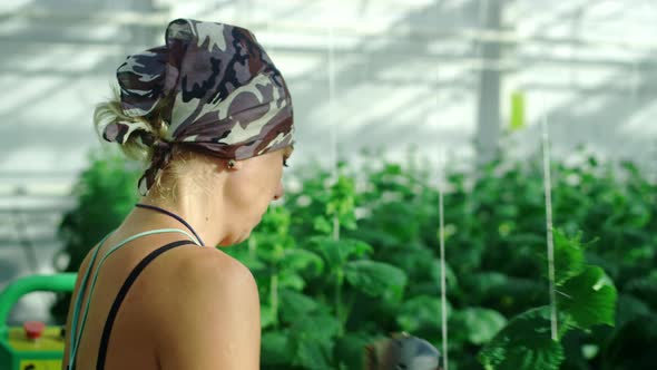 Greenhouse for Growing Vegetables and Cucumbers