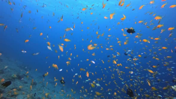 Tropical Seascape Colorful Fish