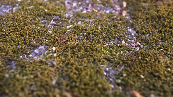 Green Moss on the Stone