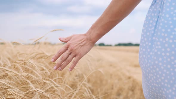 Women Hand in Wheat Field During Sunset