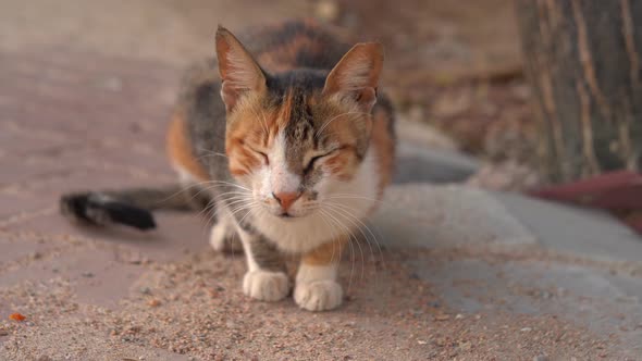 Closeup of the Homeless Cat