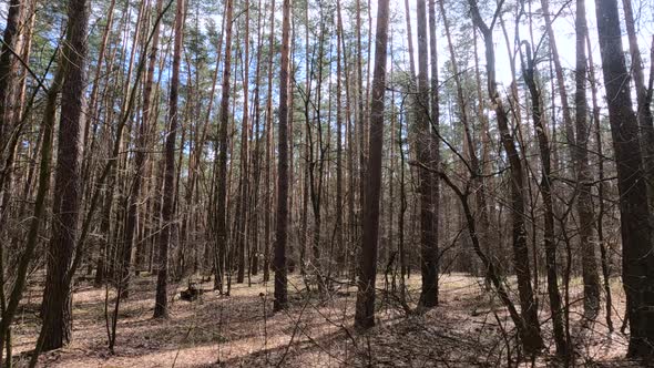 Inside a Pine Forest By Day Slow Motion