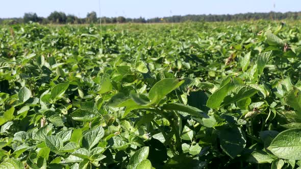 Potato Field with Bushes of Ripening Potatoes