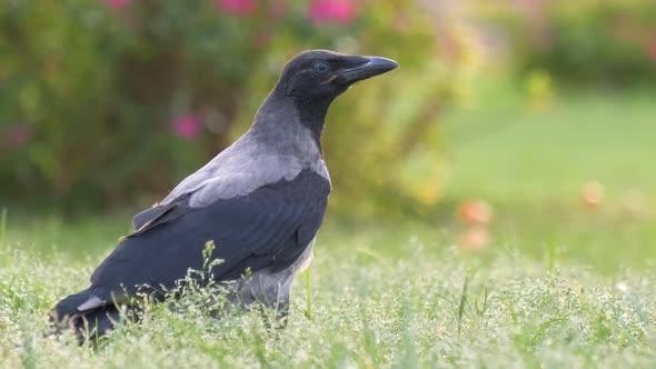 Black Wild Crow Bird Looking for Food on Green Lawn in Summer