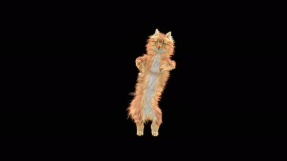 Cat Dancing 4K