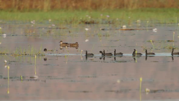 Long Range Tracking Clip of a Flock of Coots at Marlgu Billabong