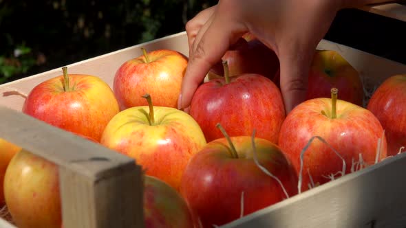 Closeup Female Hand Putting a Ripe Juicy Red Apple Into the Box in the Garden