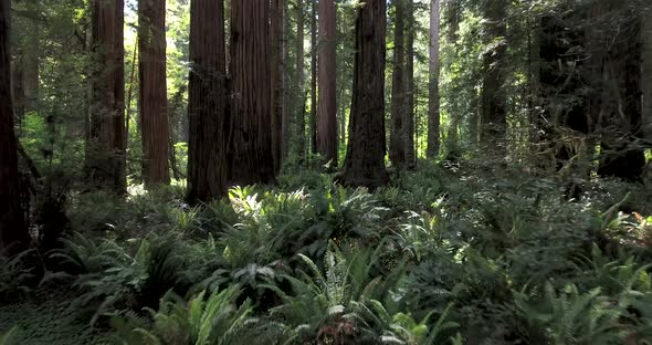 Flying low over ferns in Redwood forest, northern California