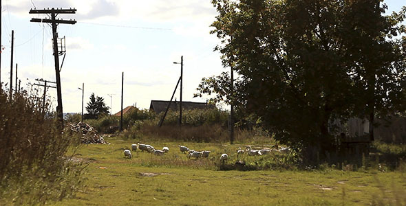 Geese Graze Grass In Countryside 2