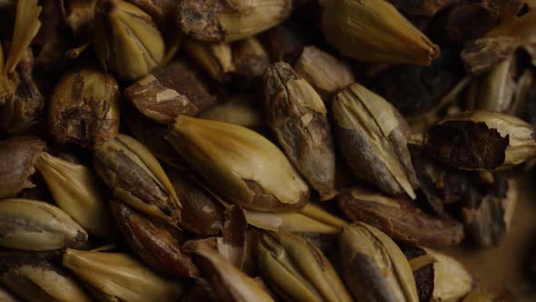 Rotating shot of barley and other beer brewing ingredients 