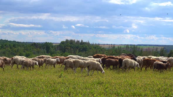A Flock of Sheep Grazes in the Field
