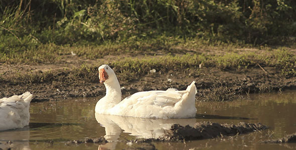 Goose In A Puddle