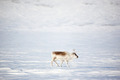 Reindeer - PhotoDune Item for Sale