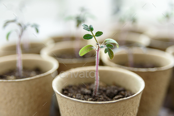 Biodegradable seed or plant pots / Photodune, Misc