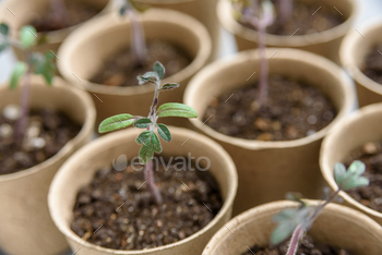 Biodegradable seed or plant pots / Photodune, Misc