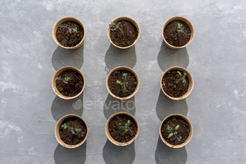 Biodegradable seed or plant pots / Photodune, Misc