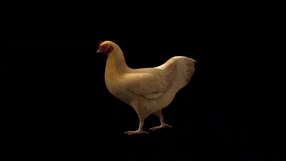 Chicken Walk View From Side alt