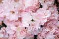Pink azalea flowers texture background - PhotoDune Item for Sale