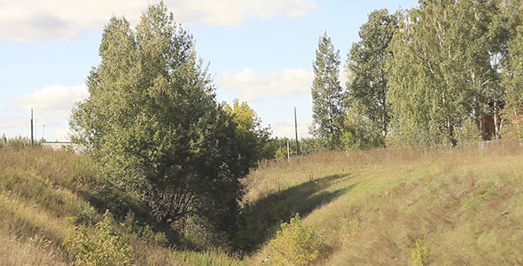 Trees In The Ravine