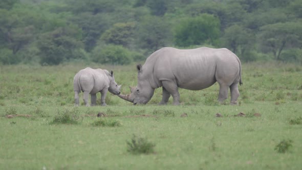 Rhino mother and young standing close together 