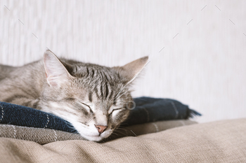 A domestic striped gray cat sleep on the bed. The cat in the home interior. / Photodune, Misc
