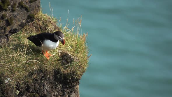 Portrait of Curious Puffin Looking Around. Attractive Puffin Sitting on the Edge of Mountain