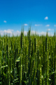 Wheat - PhotoDune Item for Sale